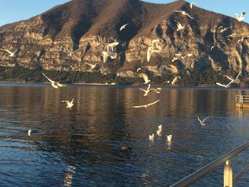 Seagulls flying over sea