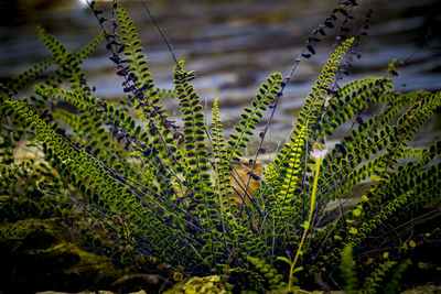 Asplenium trichomanes or maidenhair spleenwort, small fern growing against a wall