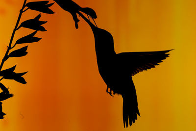 Close-up of silhouette bird flying against sky during sunset