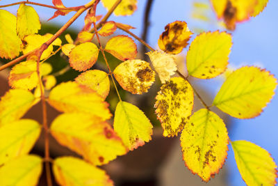 Natural fluorescent autumn leaf