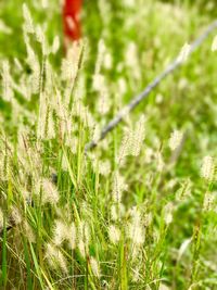 Close-up of flowering plants on field