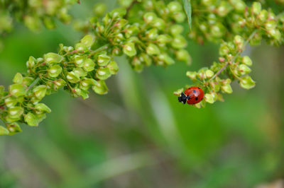 Close-up of ladybug on flower