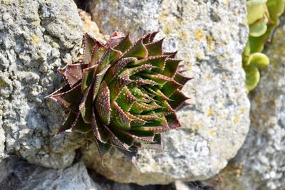 Close-up of succulent plant on rock