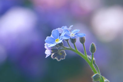 Close-up of purple flowering plant