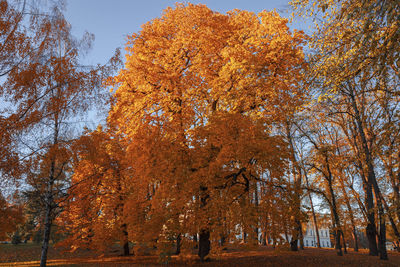 Trees in forest during autumn