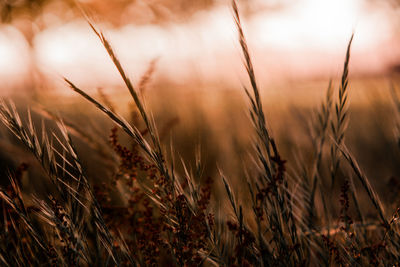 Close-up of wheat field