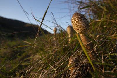 Close-up of mushroom growing on field