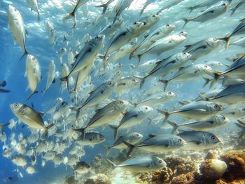 Fish swimming in sea