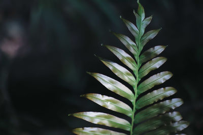 Close-up of plant