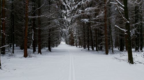 Snow covered trees in forest