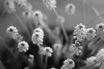 Close-up of flowering plant