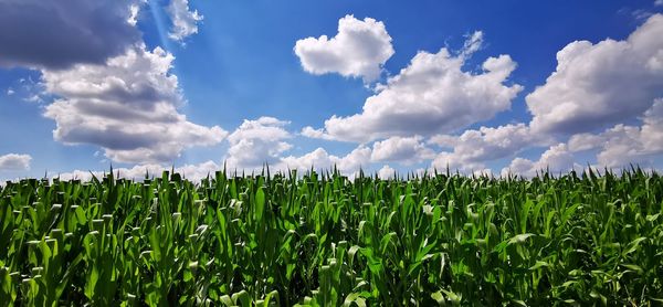 Scenic view of agricultural field against sky