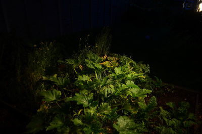High angle view of plants growing in yard at night