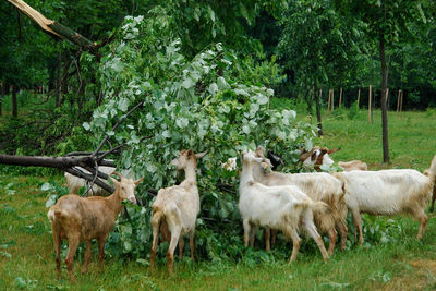 Sheep standing in a field