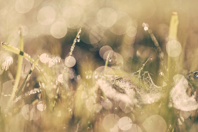 Close-up of water drops on plants