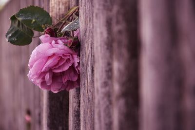 Close-up of pink rose flower