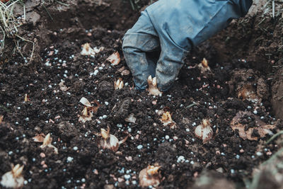 Hand sadi in soil-soil flower bulbs. hand holding a crocus bulb before planting in the ground