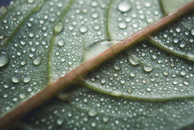 Close-up of raindrops on leaf