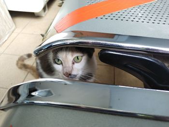 Cat  under the chair