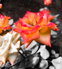 Close-up of red rose