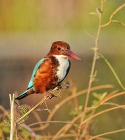 Close-up of bird perching on twig