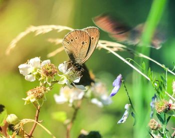 Close-up of butterfly perching on flower