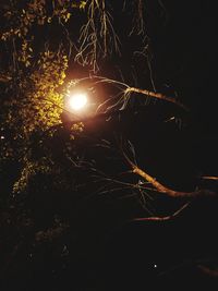 Close-up of illuminated plant at night