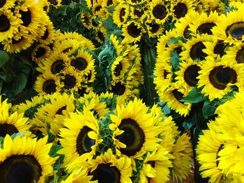 Full frame shot of yellow flowering plant