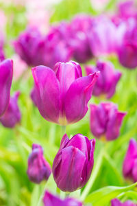 Close-up of pink tulips