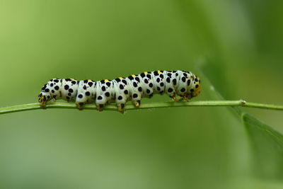 Close-up of insect