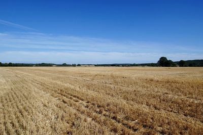 Scenic view of agricultural field against blue sky