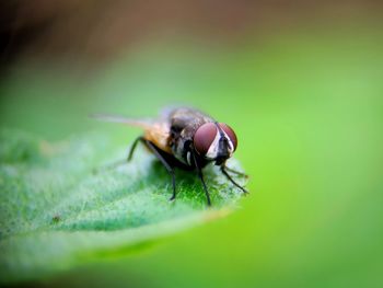 Close-up of fly on leaf