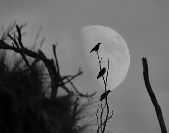 Low angle view of silhouette bird on branch against sky