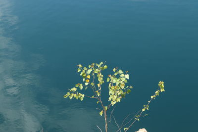 High angle view of flowering plant by lake