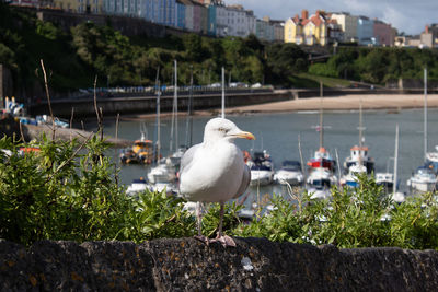 Seagulls perching on retaining wall