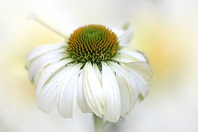 Close up of white flower