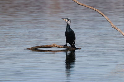 Bird perching on a lake