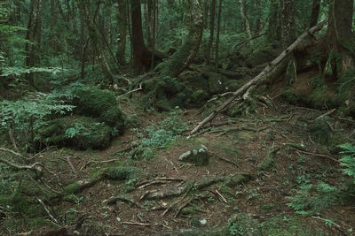 Trees growing in forest