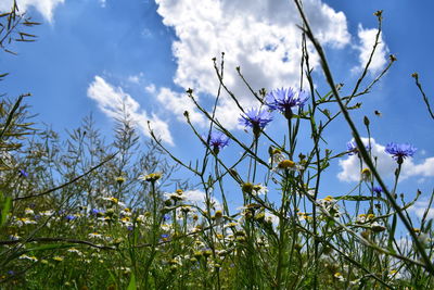 Low angle view of flowering plants on field against sky