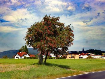 Tree by house on field against sky