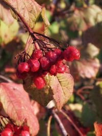 Close-up of red berries growing on plant