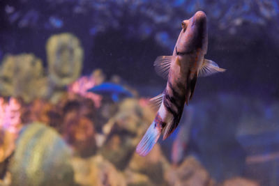 Fish swimming in sea