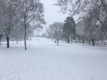 Trees on snow covered landscape