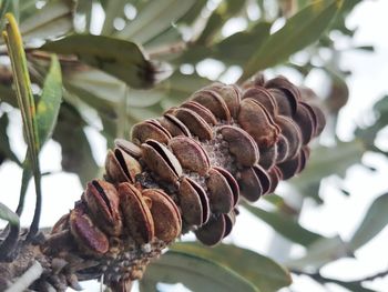 Close-up of pine cone on tree