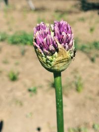 Close-up of flower against blurred background