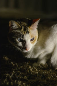 Close-up of a cat looking away