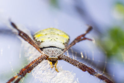 Close-up of insect