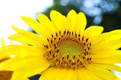 Close-up of yellow sunflower