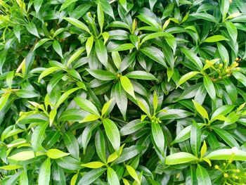 Full frame shot of green leaves