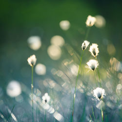 Close-up of white dandelion flowers on field